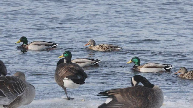 Зэрлэг нугас - ML415340861