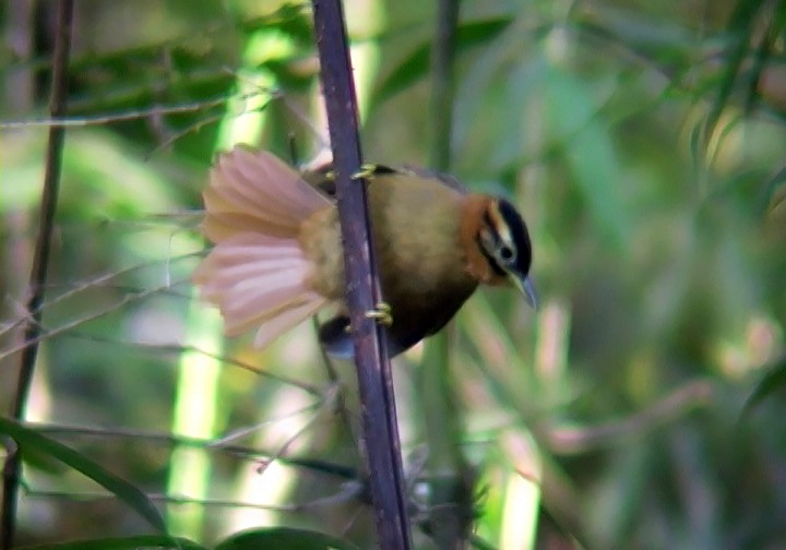 Black-capped Foliage-gleaner - ML415341061