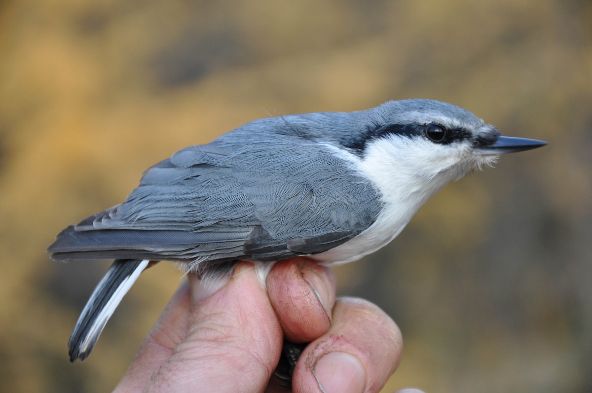 Siberian Nuthatch - ML415342571