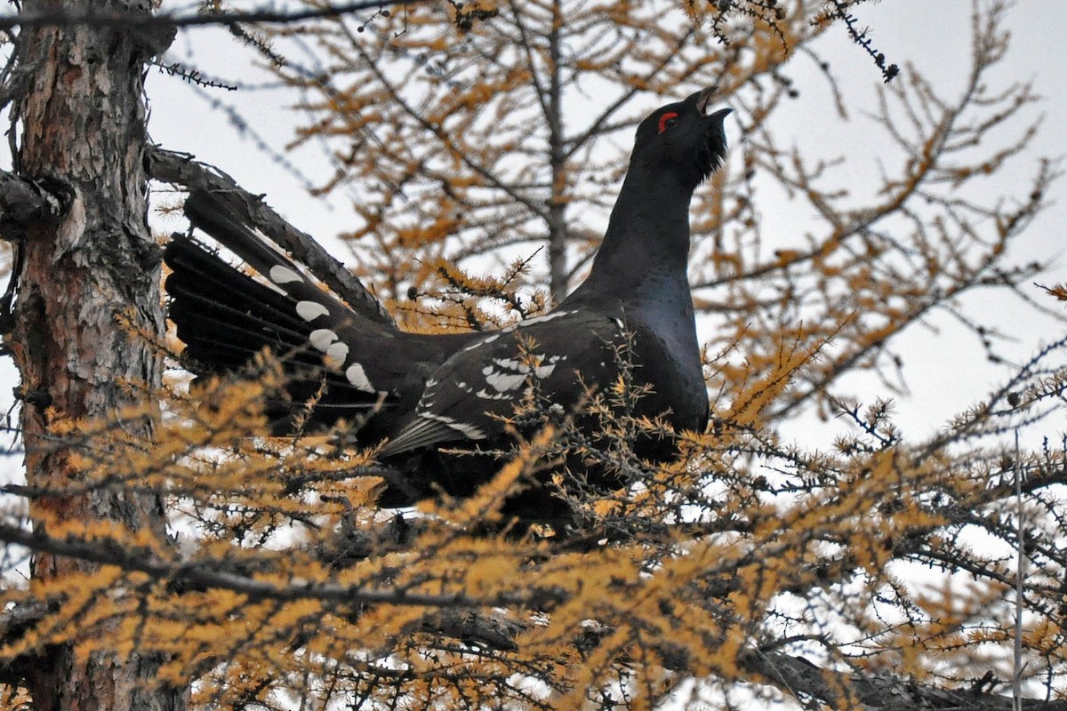 Black-billed Capercaillie - ML415343001