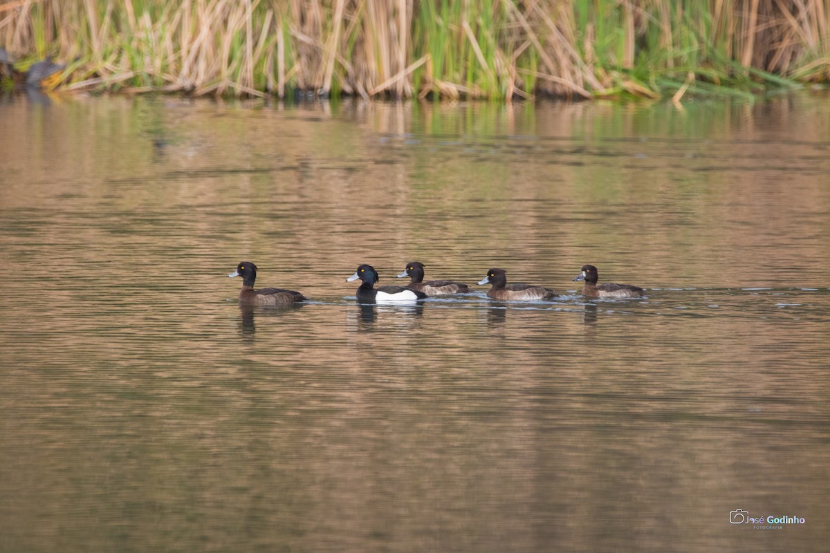 Tufted Duck - ML415347101