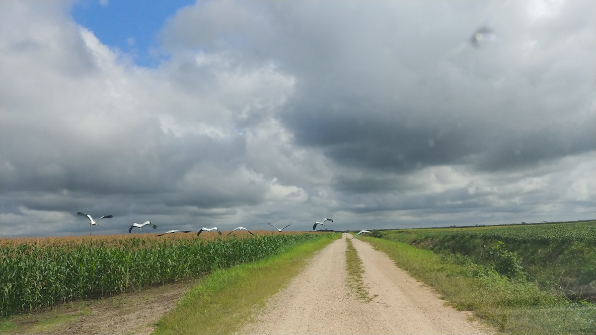 Wood Stork - ML415348371