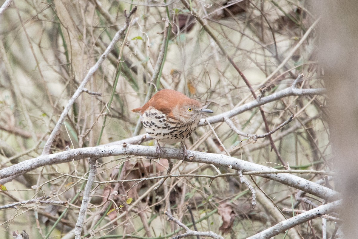 Brown Thrasher - ML415348411