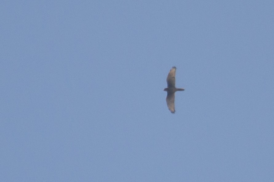 White-eyed Buzzard - ML415348991