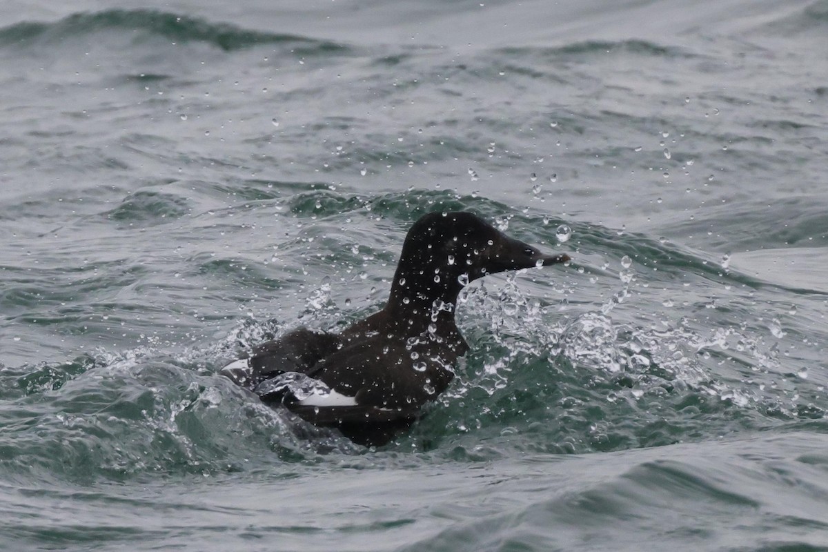 White-winged Scoter - Tim Lenz