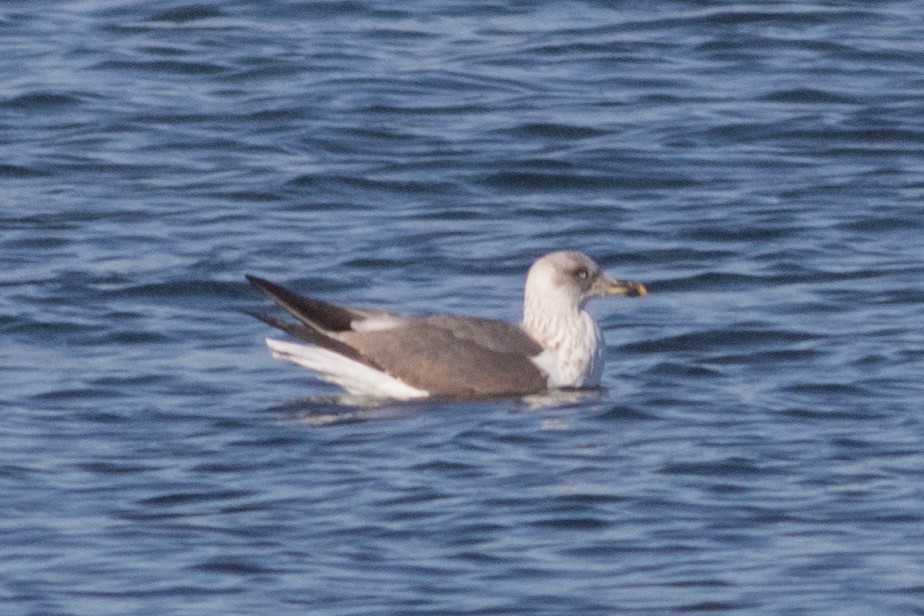 Lesser Black-backed Gull - ML415349921