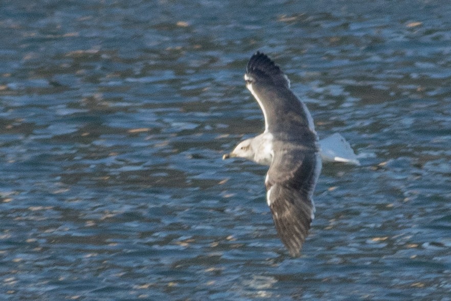 Lesser Black-backed Gull - ML415349931