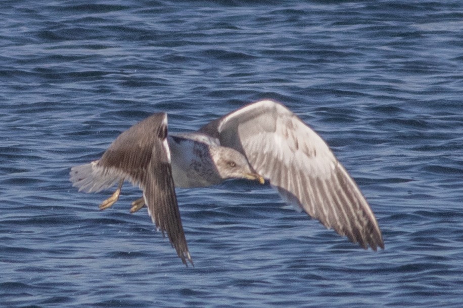 Lesser Black-backed Gull - ML415349941