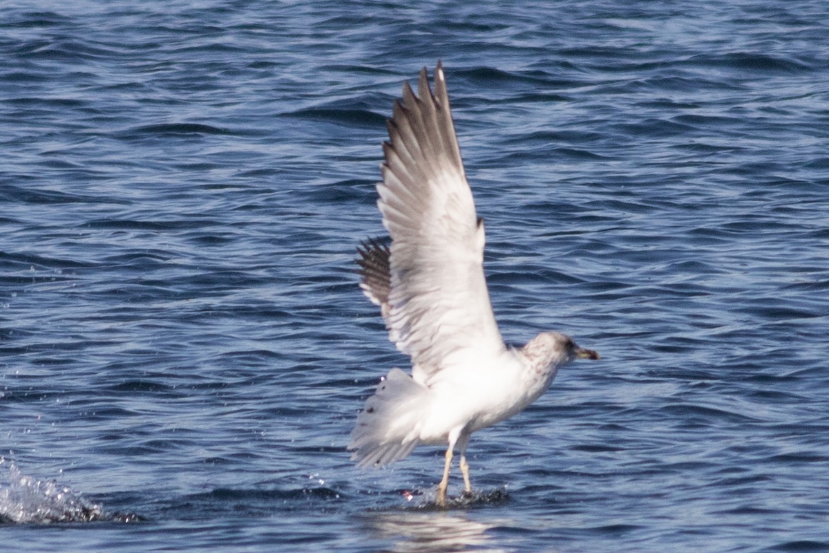 Lesser Black-backed Gull - ML415349951