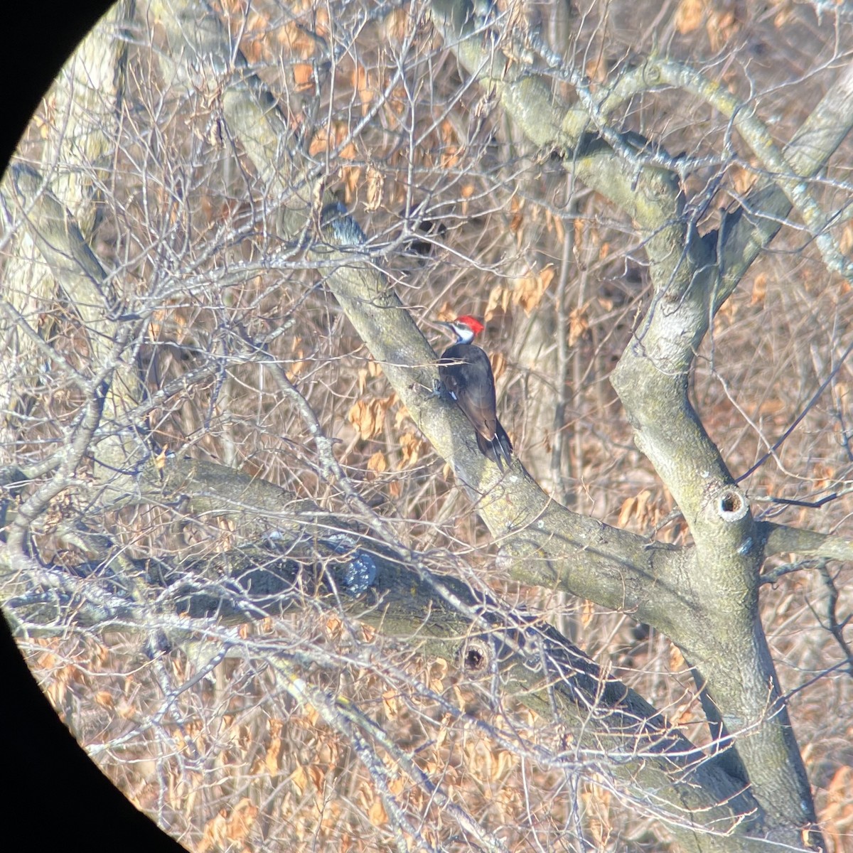 Pileated Woodpecker - ML415349961