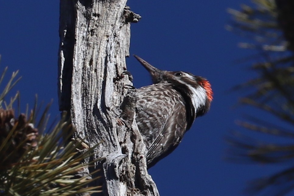 Arizona Woodpecker - ML415350931