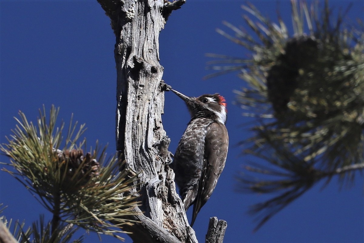 Arizona Woodpecker - ML415351001