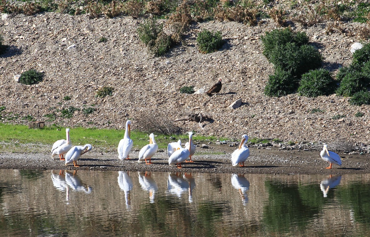 American White Pelican - ML415352181