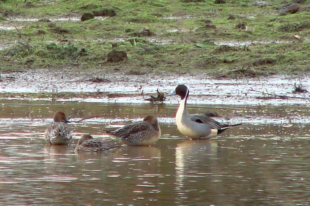 Northern Pintail - ML41535221