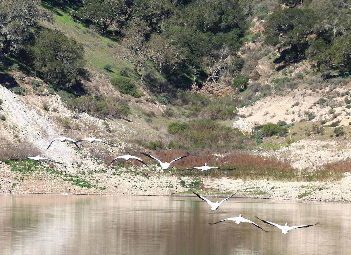 American White Pelican - ML415352321