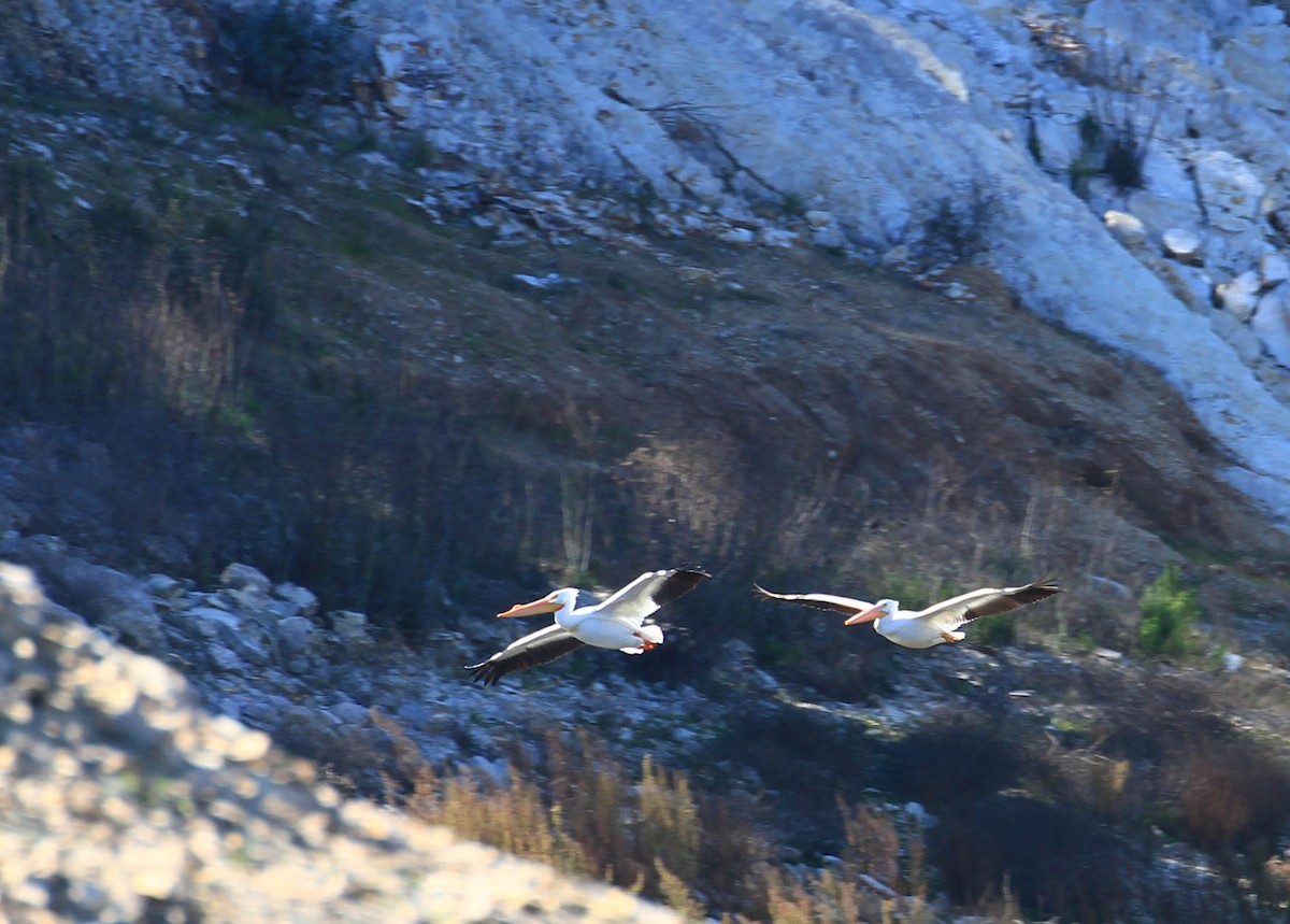 American White Pelican - ML415352471