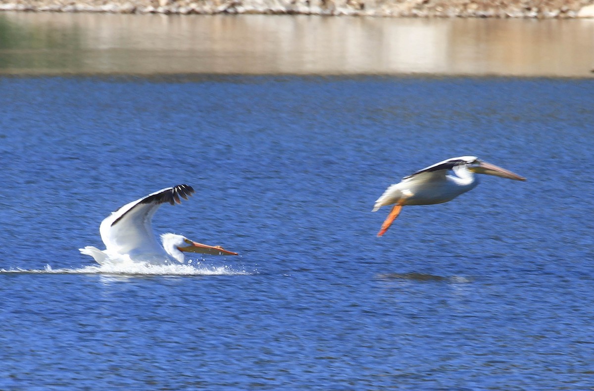 American White Pelican - ML415352481