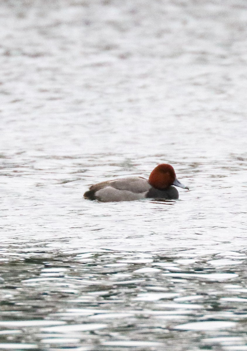 Redhead - ML415353141