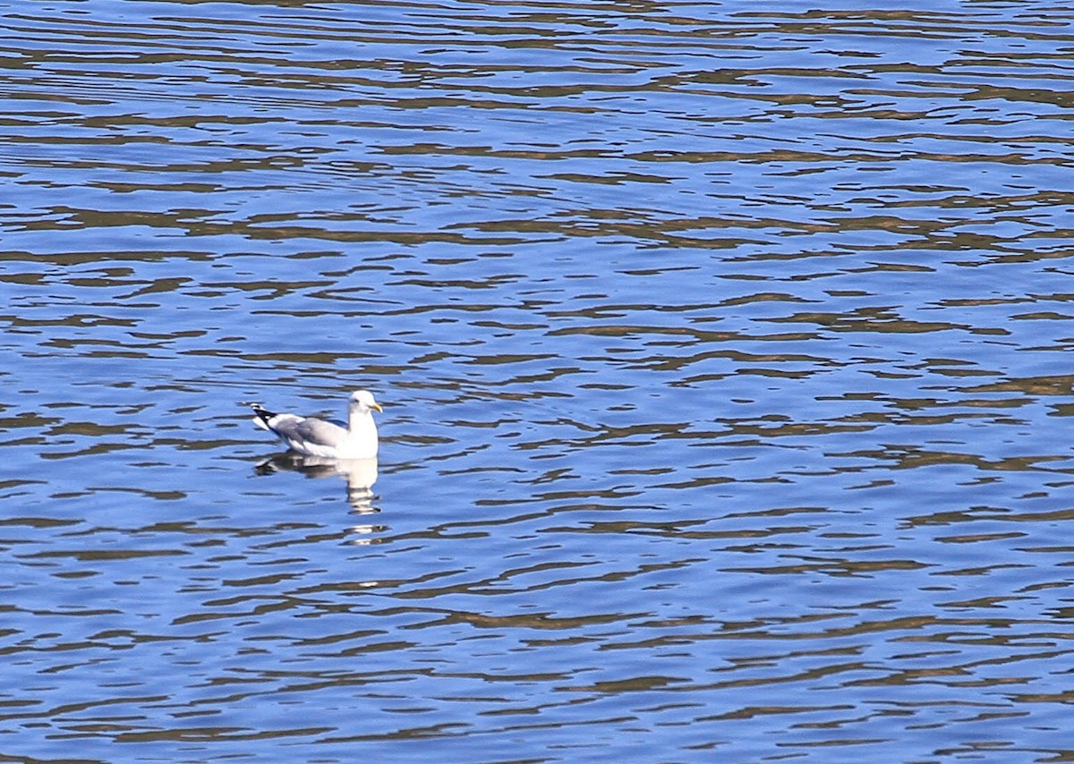 California Gull - ML415354261