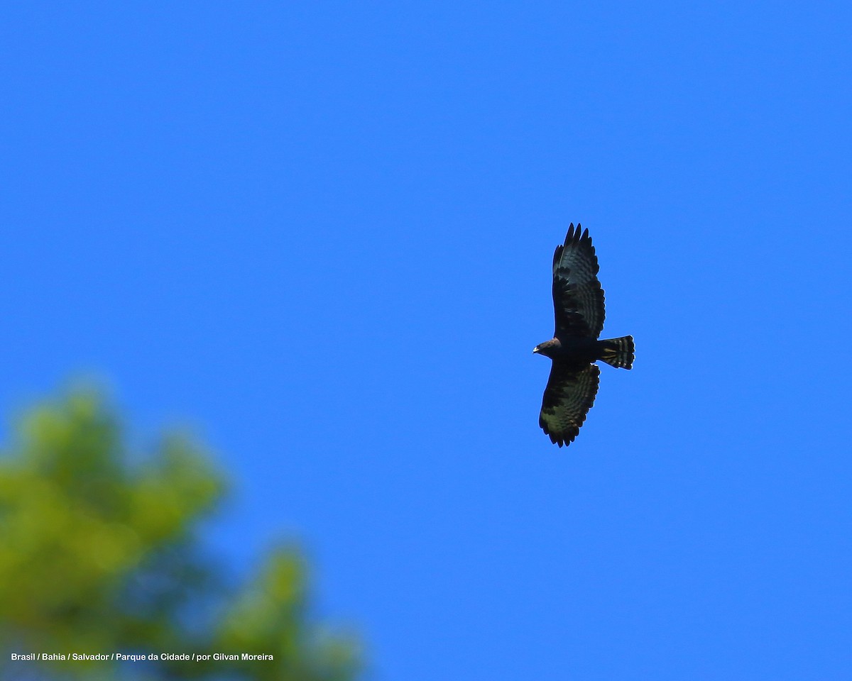 Short-tailed Hawk - Gilvan Moreira
