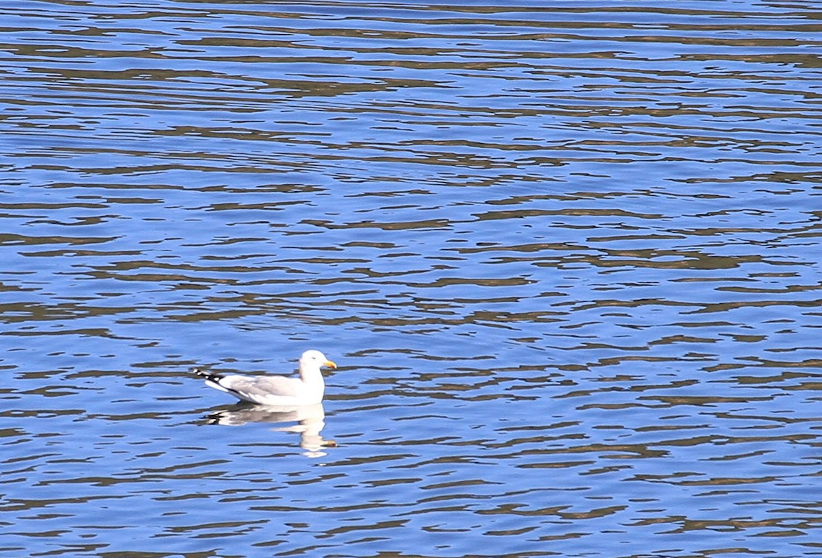 California Gull - ML415354281