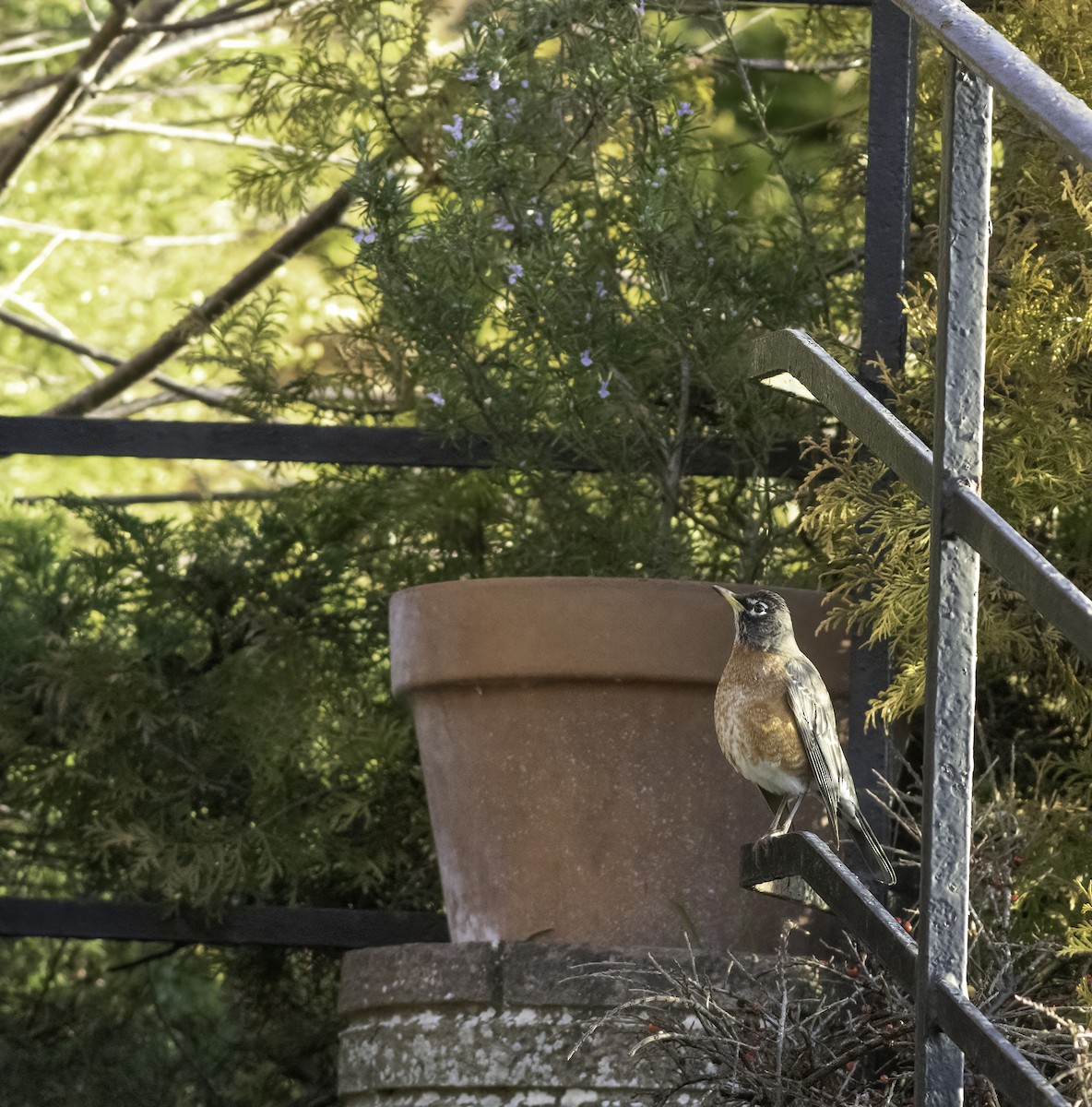 American Robin - ML415354401