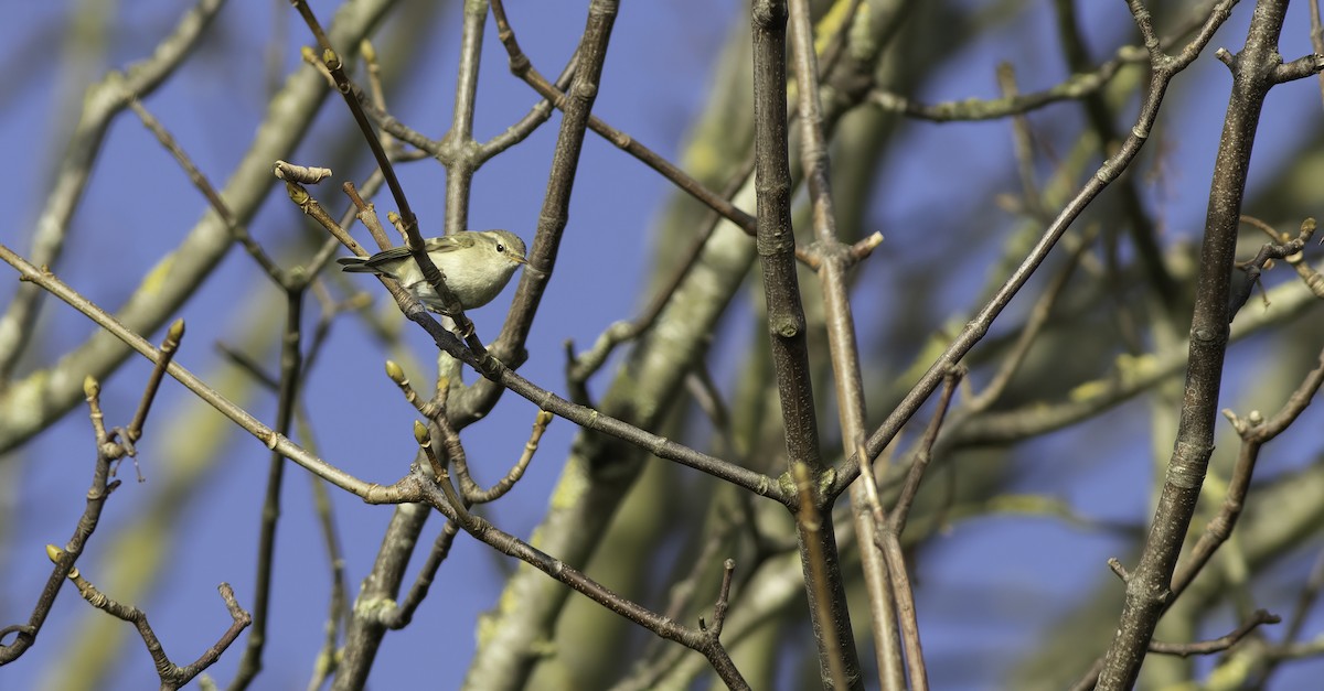 Hume's Warbler - ML415354951
