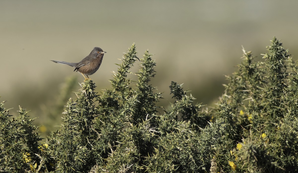 Dartford Warbler - ML415355241