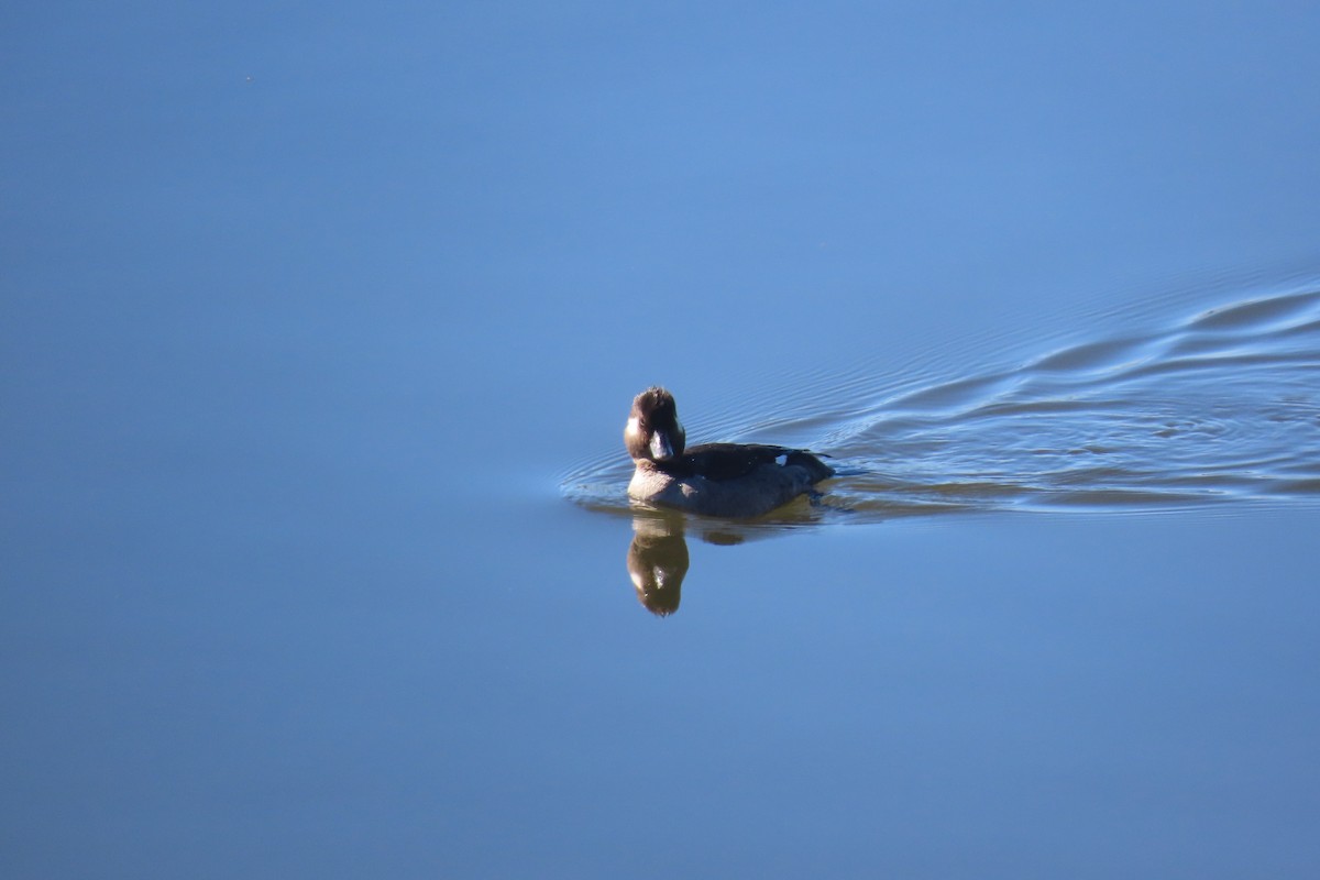 Bufflehead - ML415363961