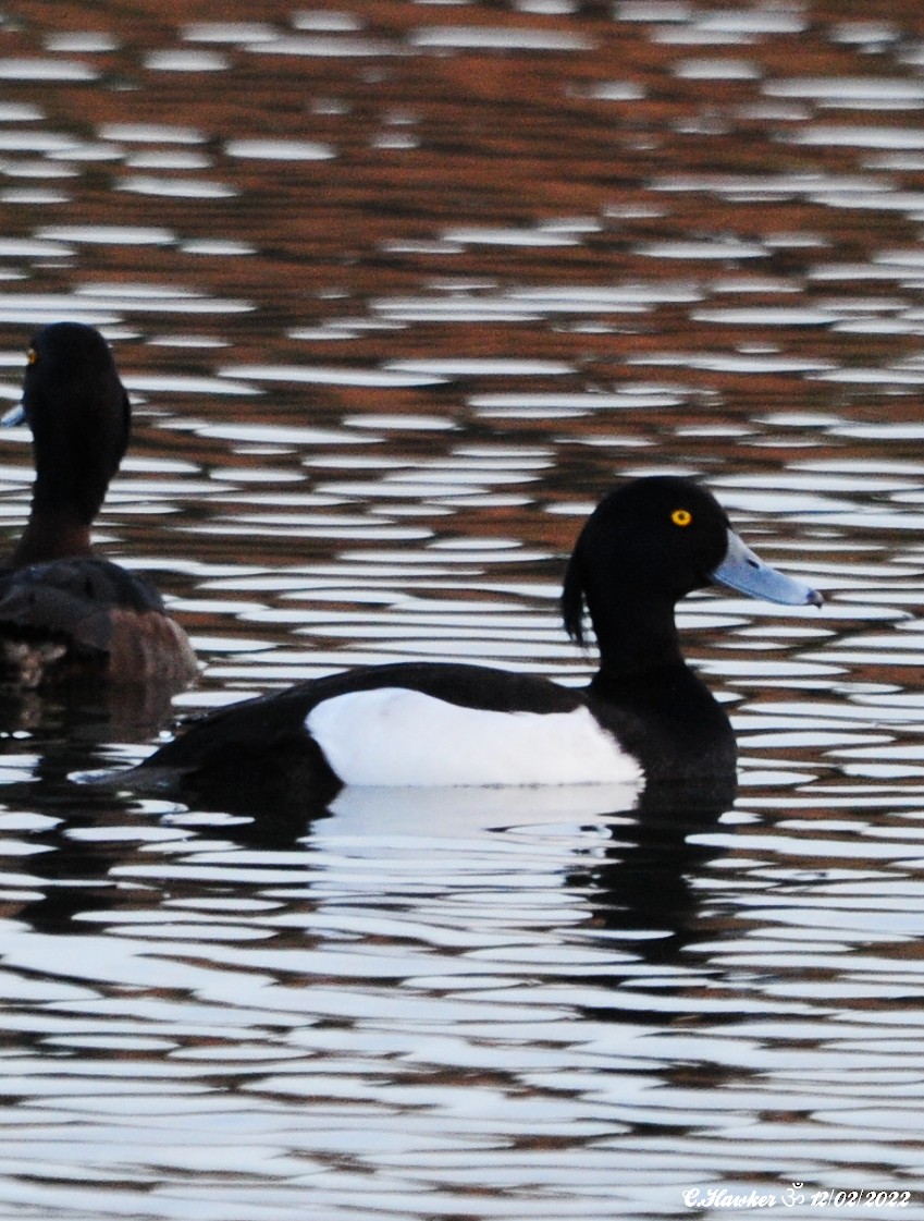 鳳頭潛鴨 - ML415365811