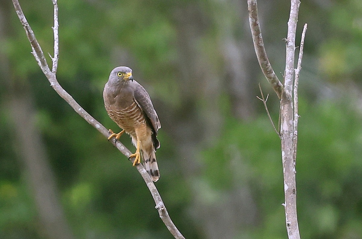 Roadside Hawk - ML415367501