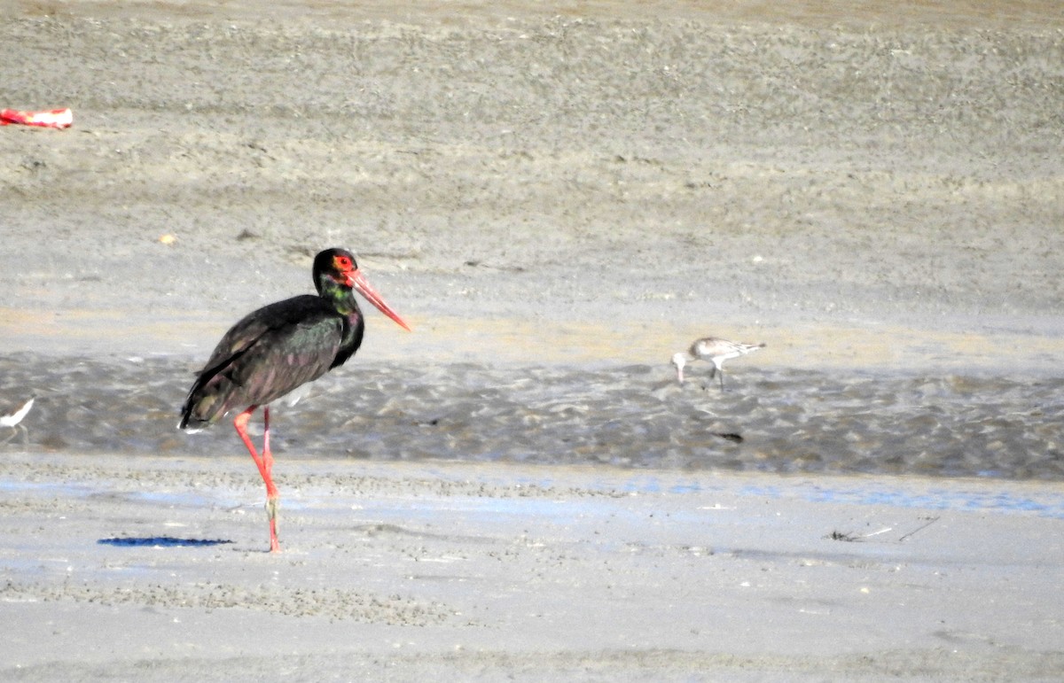 Black Stork - ML415368071