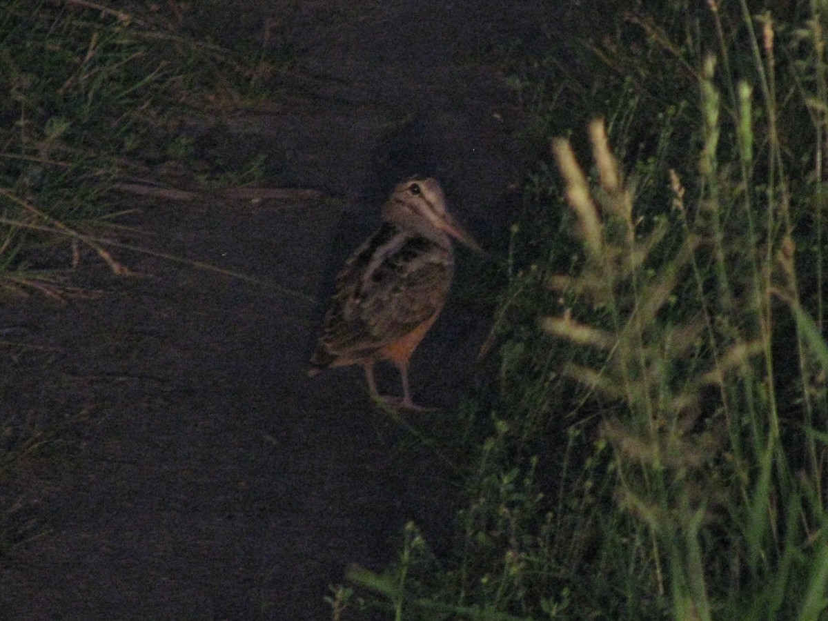 American Woodcock - ML415368261