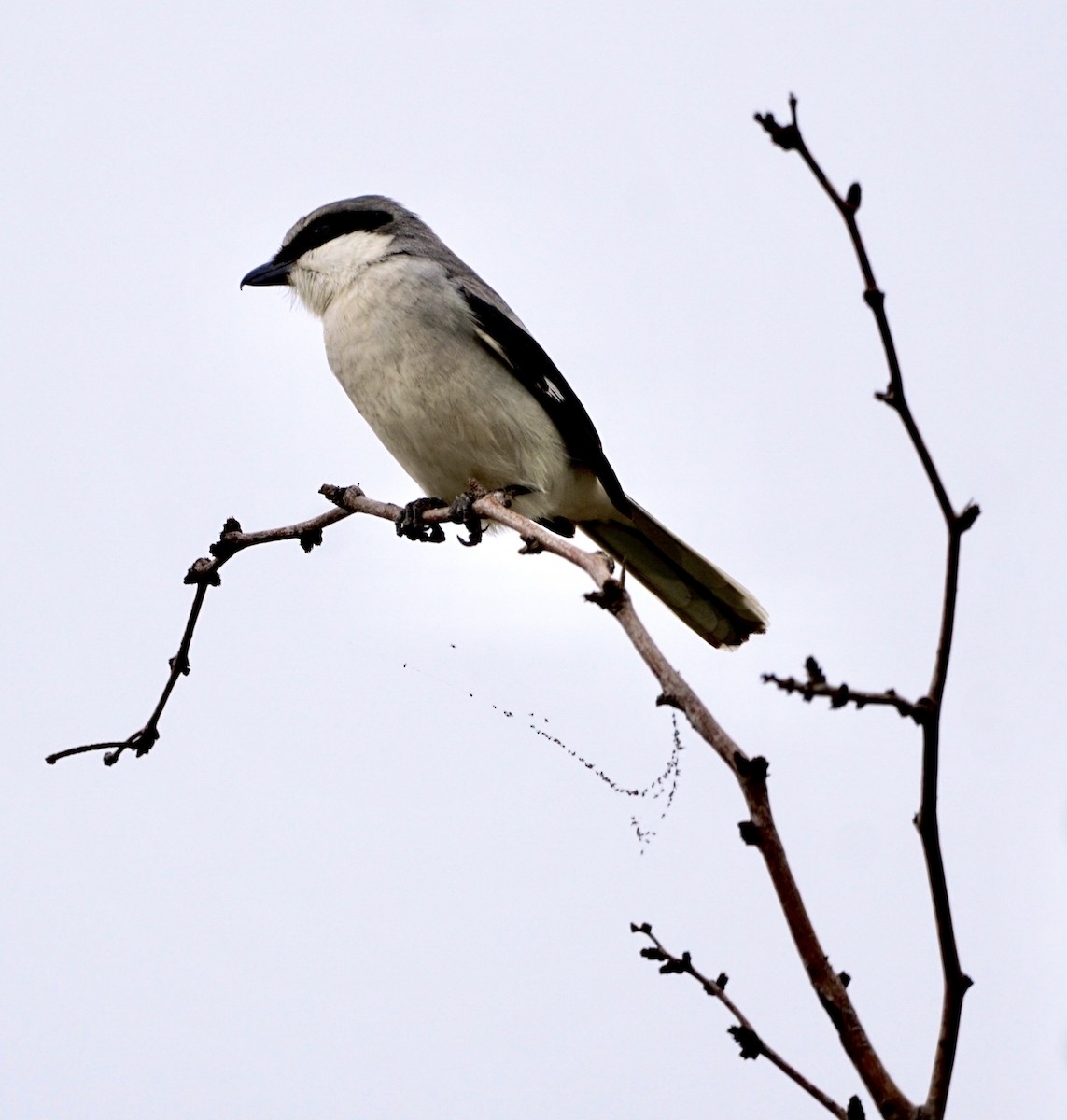 Loggerhead Shrike - Gaylen Jensen