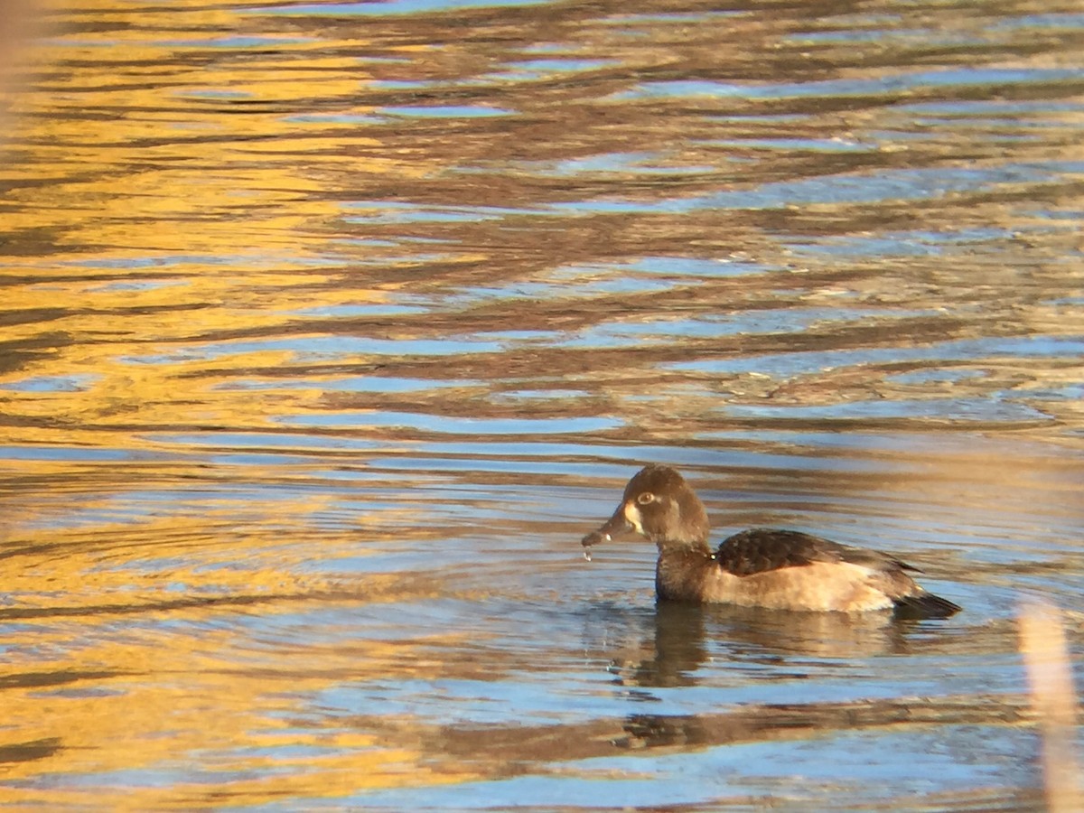 Ring-necked Duck - ML41536861