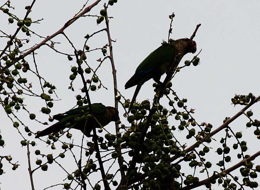Bonaparte's Parakeet - David Ascanio