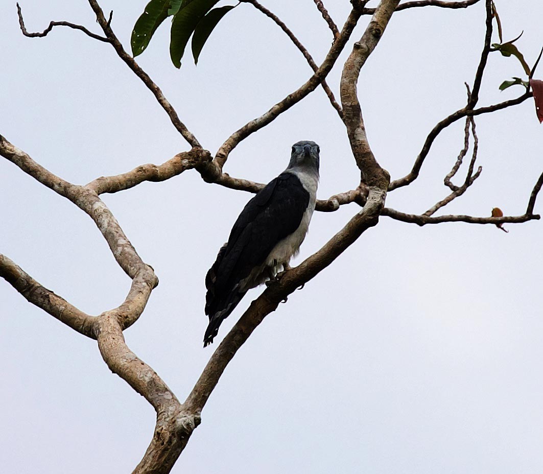 Gray-headed Kite - ML415369501