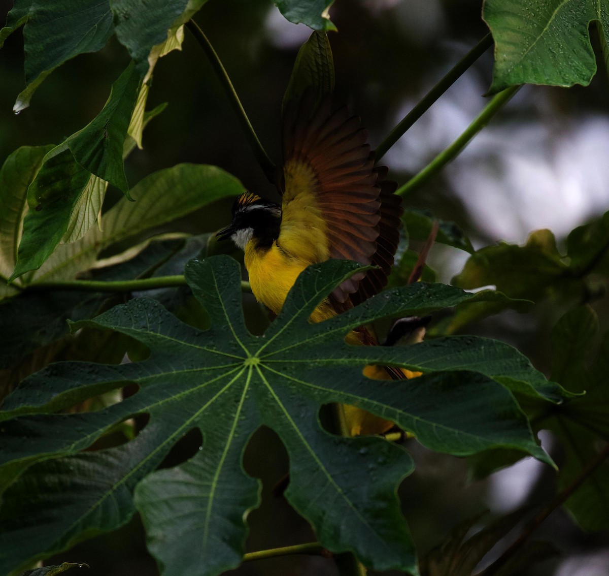 Lesser Kiskadee - David Ascanio