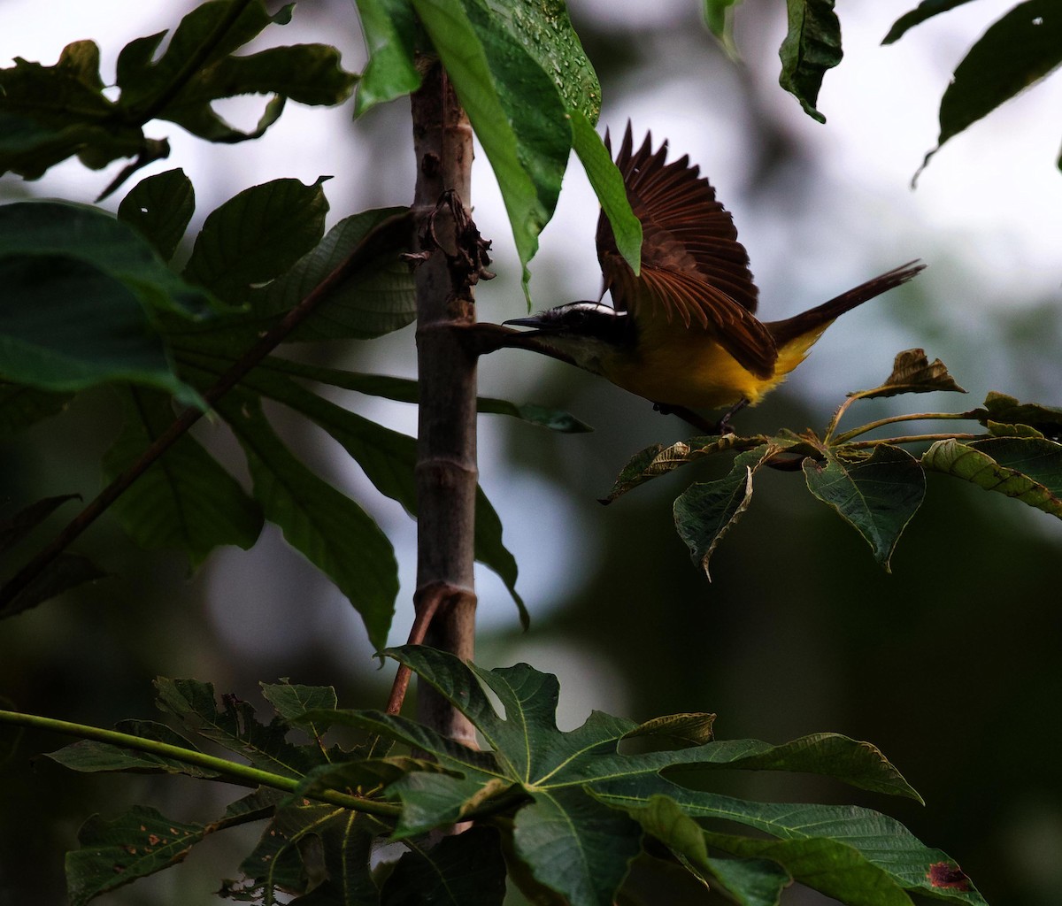 Lesser Kiskadee - ML415369611