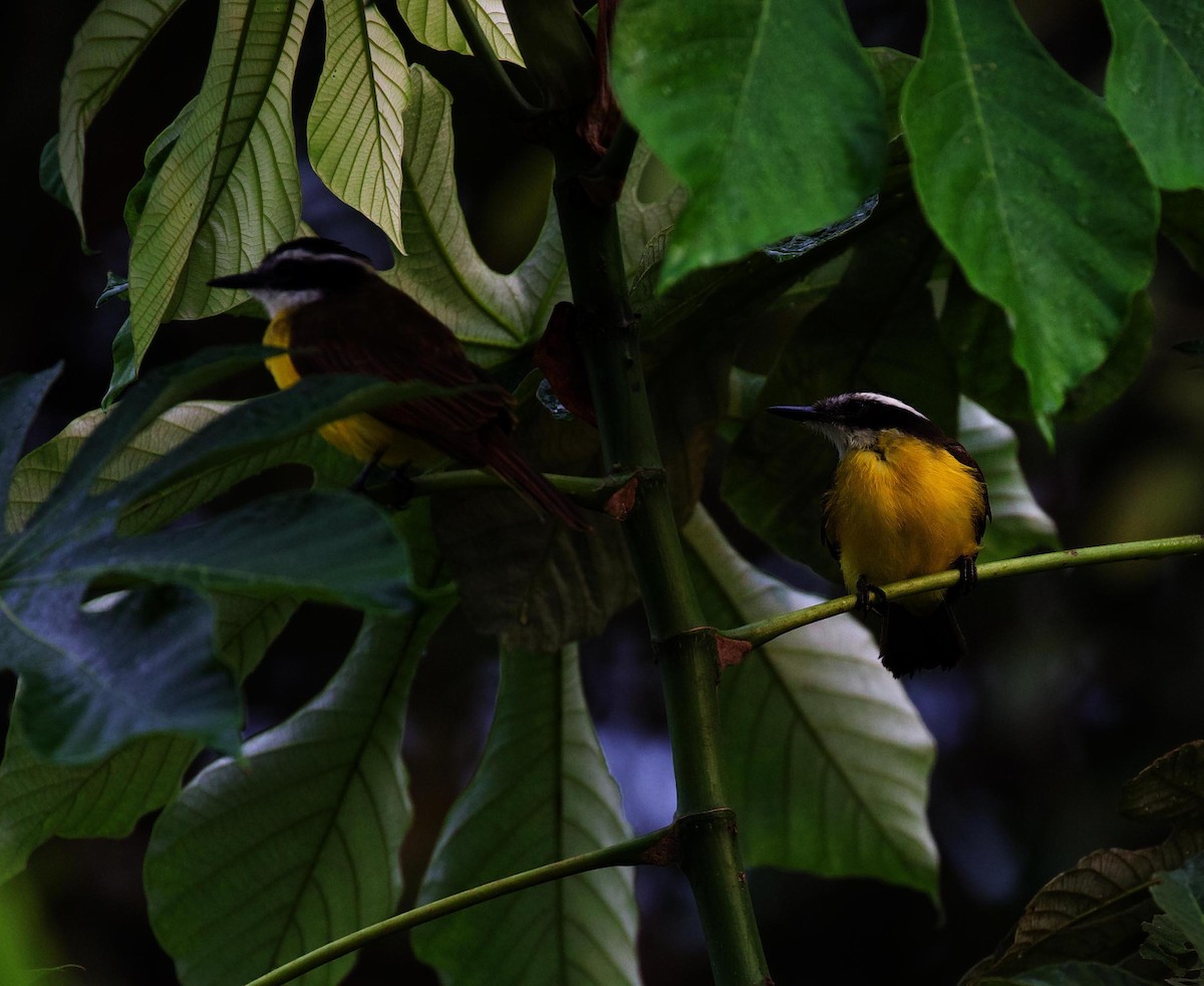 Lesser Kiskadee - ML415369641