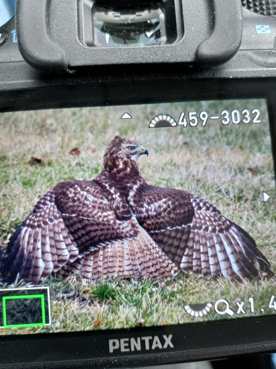 Red-tailed Hawk - ML415370091