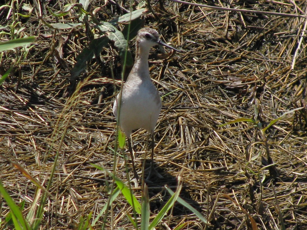 hvithalesvømmesnipe - ML415370181