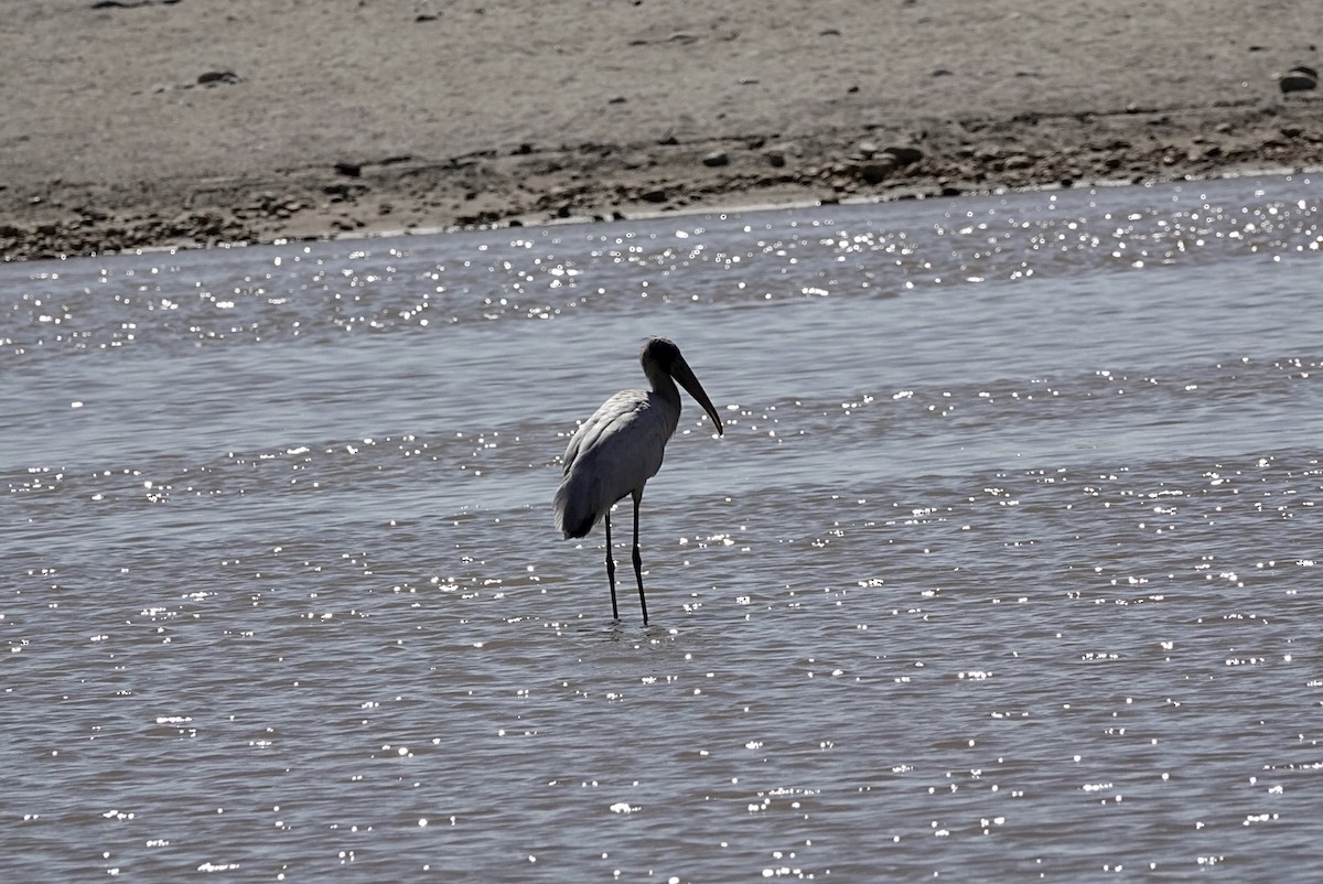 Wood Stork - ML415370691