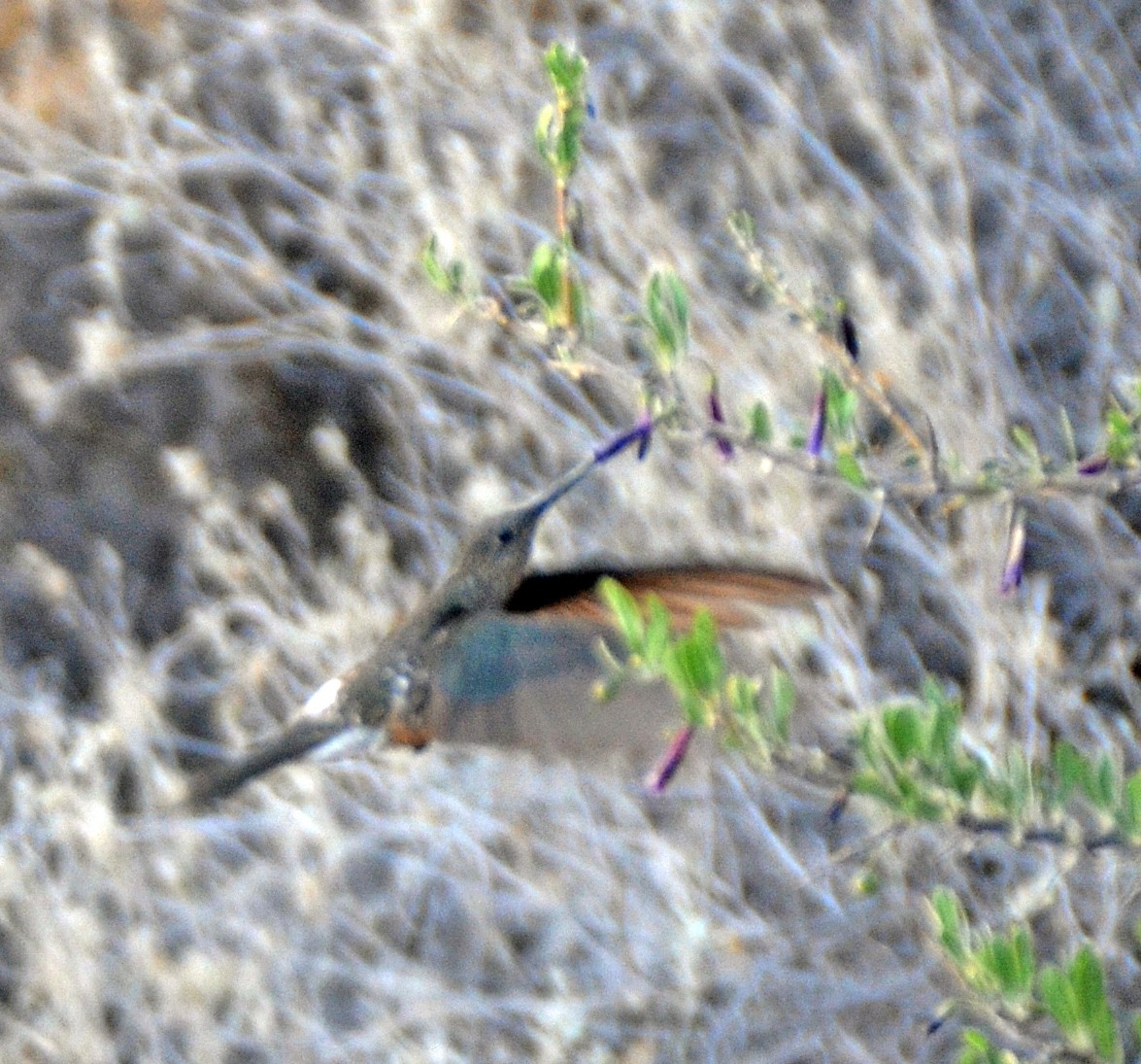 Giant Hummingbird - ML415371651