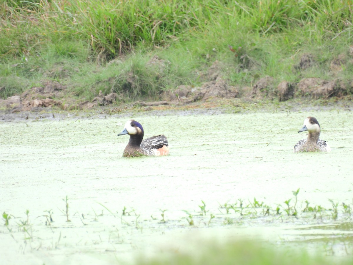 Chiloe Wigeon - Laura Magallanes