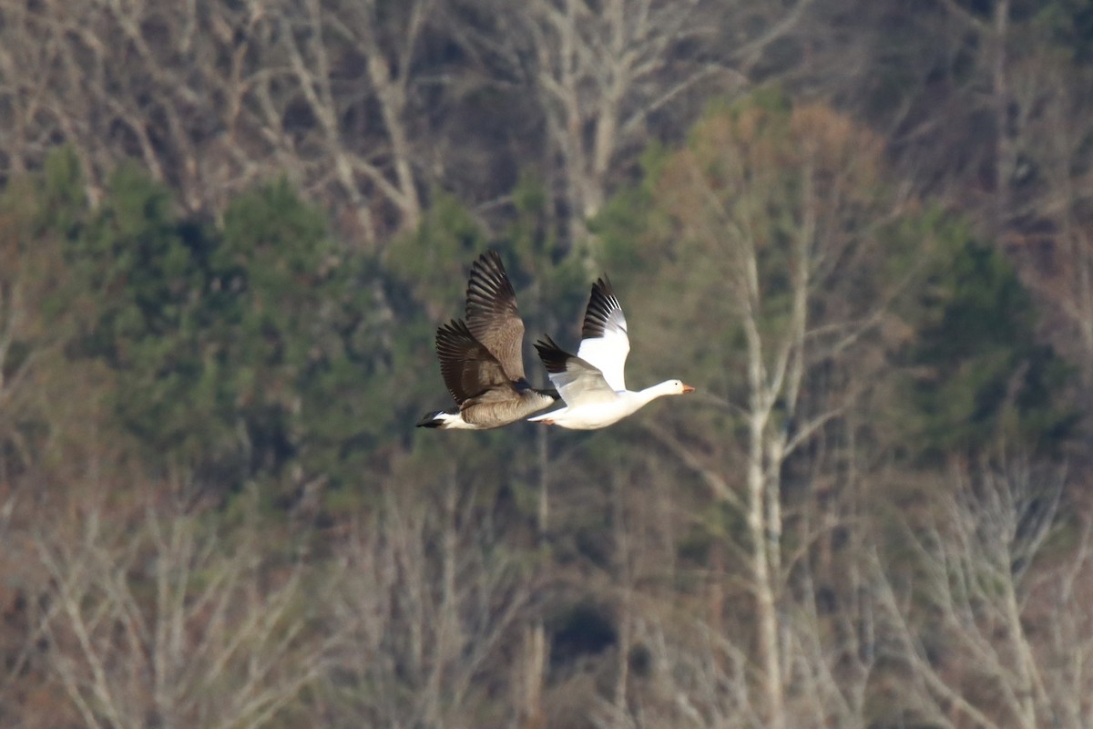 Snow Goose - ML415374501