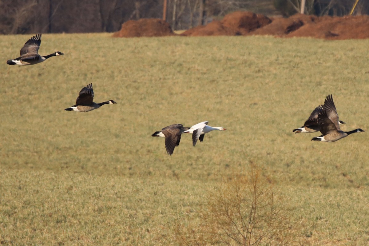 Snow Goose - ML415374511