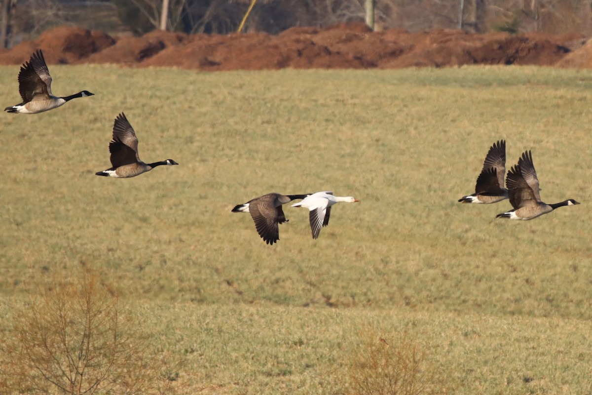 Snow Goose - ML415374521