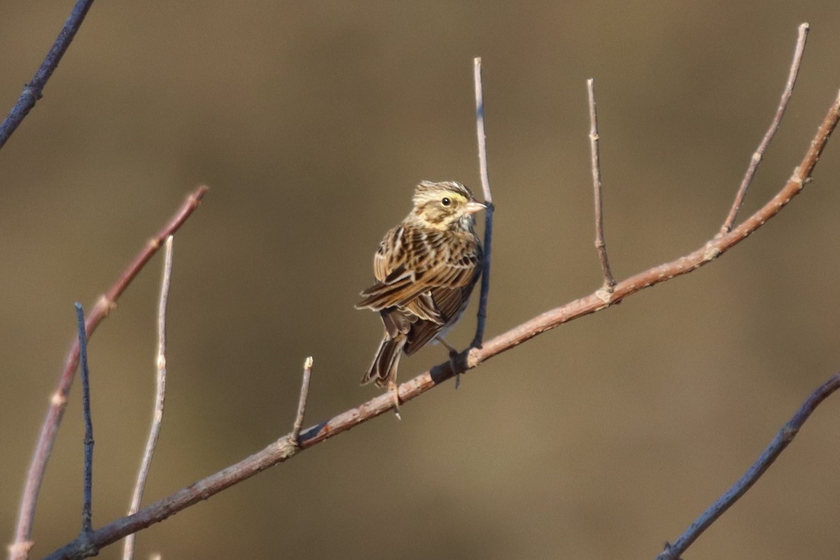 Savannah Sparrow - ML415374741