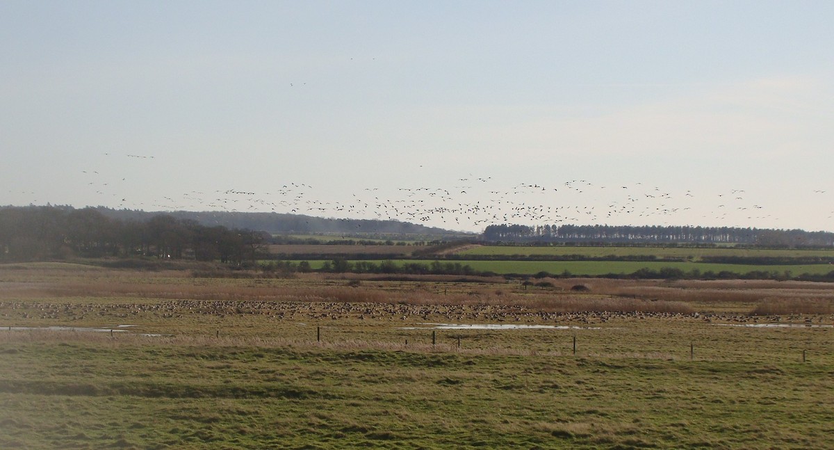 Pink-footed Goose - ML415375701